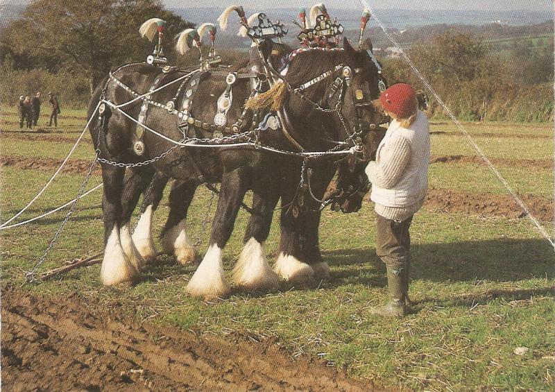 Shire Horses Modern English postcard. Continental size