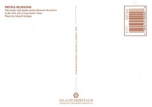 Protea Blossoms , Upcountry Maui  