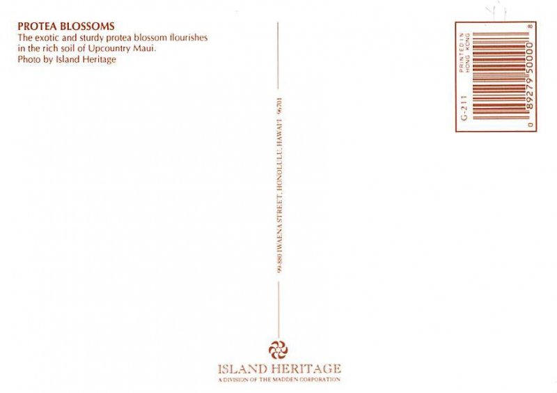 Protea Blossoms , Upcountry Maui  