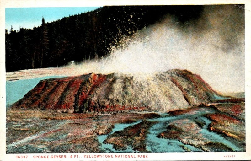 Yellowstone National Park Sponge Geyser Haynes Photo