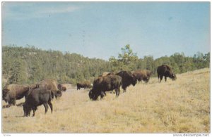 Buffalo in National Park, Fort Collins, Colorado, 40-60s