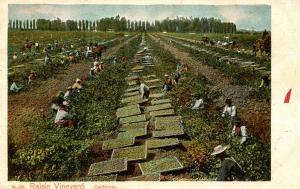 CA - Raisin Vineyard