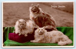 Tinted RPPC Fluffy Cats PERSIAN BEAUTIES 1931 Real Photo Postcard