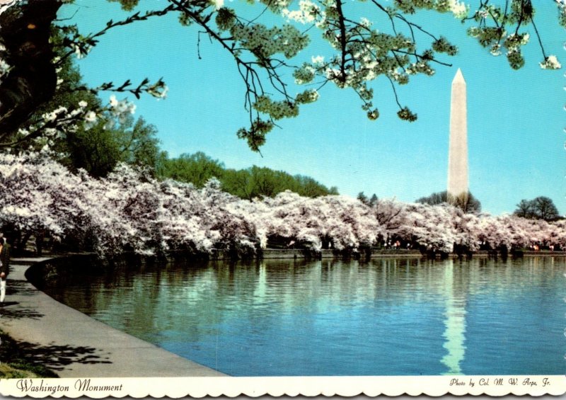 Washington D C Washington Monument & Cherry Blossoms