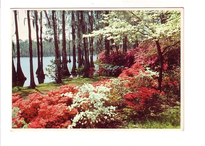 Azaleas and Cypress, Ogeechee River, Savannah Georgia,