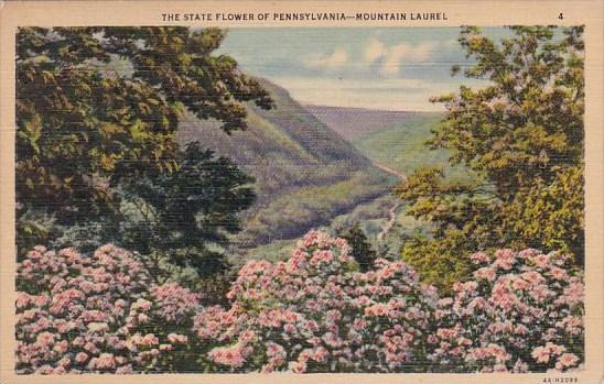 The State Flower Of Pennsylvania Harrisburg Pennsylvania 1937