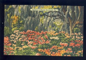 Savannah, Georgia/GA Postcard, Beautiful Azaleas In Bloom