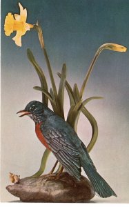 US    PC5365  ROBIN WITH DAFFODILS