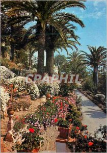 Postcard Modern Vegetation Mediterraneenne