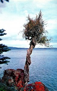 Minnesota Grand Portage The Witch Tree