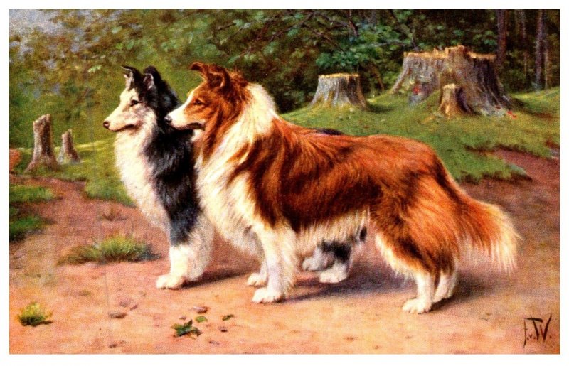 Dog , Collie pair