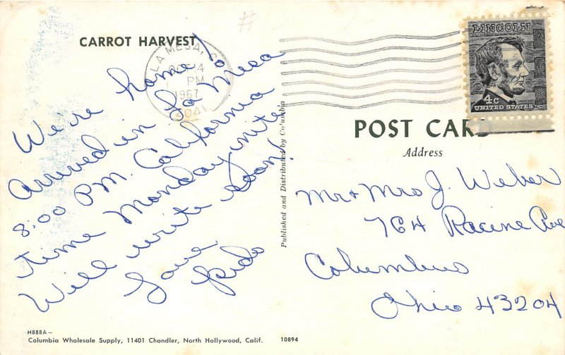 La Mesa California 1967 Postcard Carrot Harvest