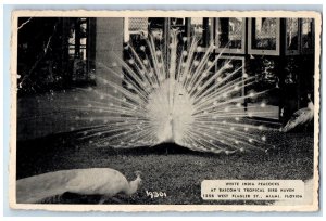 c1940's White India Peacocks View Bascom's Tropical Bird Haven Miami FL Postcard 