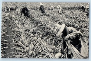 Postcard Dole Plantation Lands Pineapple Farm 1940 Vintage Antique Unposted