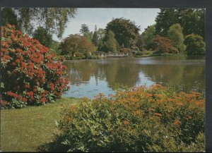 Sussex Postcard - Sheffield Park Garden - Euphorbia Griffithii Fireglow   T1614