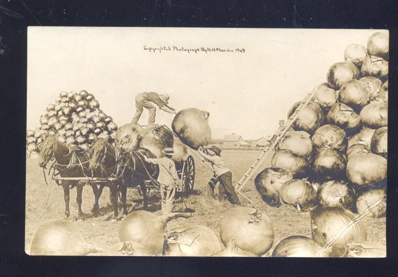 RPPC WH MARTIN EXAGGERATION HORSE DRAWN ONION FARMING REAL PHOTO POSTCARD