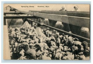 Vintage Spraying Sheep, Rawlins, WY Postcard P169