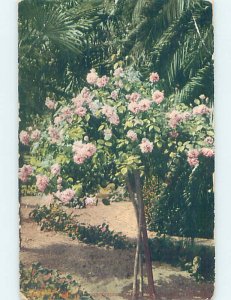 Pre-Chrome GARDEN SCENE Fresno California CA AH6713