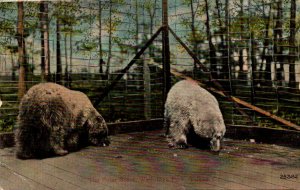 Polar Bears Wellbridge Park Toledo Ohio
