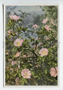 428031 GERMANY Flower Rosa canina Vintage Sammelwerk Tobacco Card w/ ADVERTISING