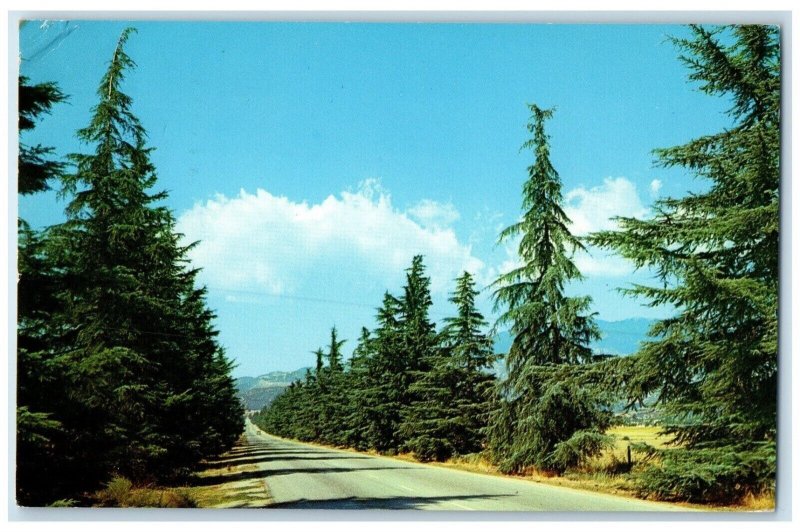 1965 Christmas Tree Lane Deodar Trees Cherry Valley Beaumont California Postcard