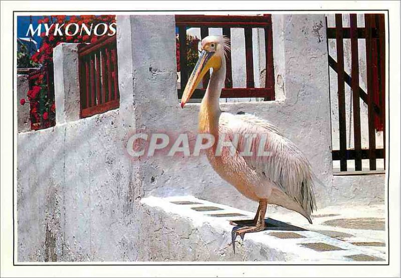 Modern Postcard Mykonos Greece Pelican