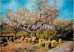Postcard Modern Pasture Provence under the Almond trees in Spring