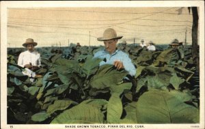 Pinar Del Rio Cuba Tobacco Workers c1920 Made in USA Postcard