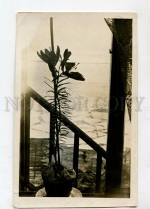 3148127 Norway SPITSBERGEN Barentsburg LILY in Window 1936 year