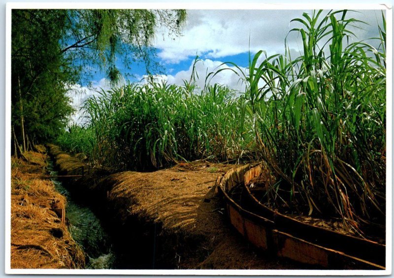 Postcard Sugar Cane Is A Major Industry In Hawaii United States