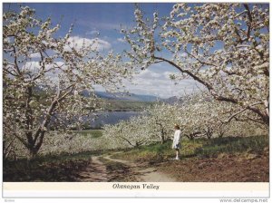 Apple Blossums , Okanagan Valley , B.C. , Canada , 50-70s