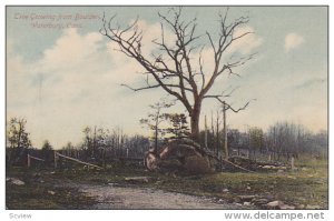 Tree growing from boulder, Waterbury, Connecticut,  00-10s