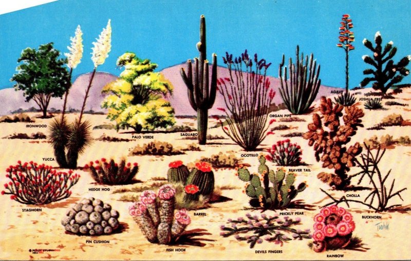 Ariona Cactus and Desert Flore Of The Great Southwest 1962