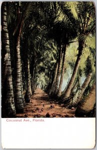 Coconut Avenue Florida FL Pathway Coconut Trees Attractions Antique Postcard