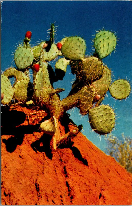 Vtg Prickly Pear Desert Cactus Flora Unused Chrome Postcard