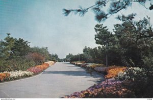 LONG ISLAND, New York, 1940s-Present; Fall Flowers Central Mall