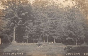 Waterbury Vermont view of cows in the pasture real photo pc ZC549210