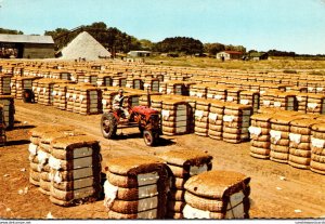 Mississippi Bales Of Cotton Ready For Market