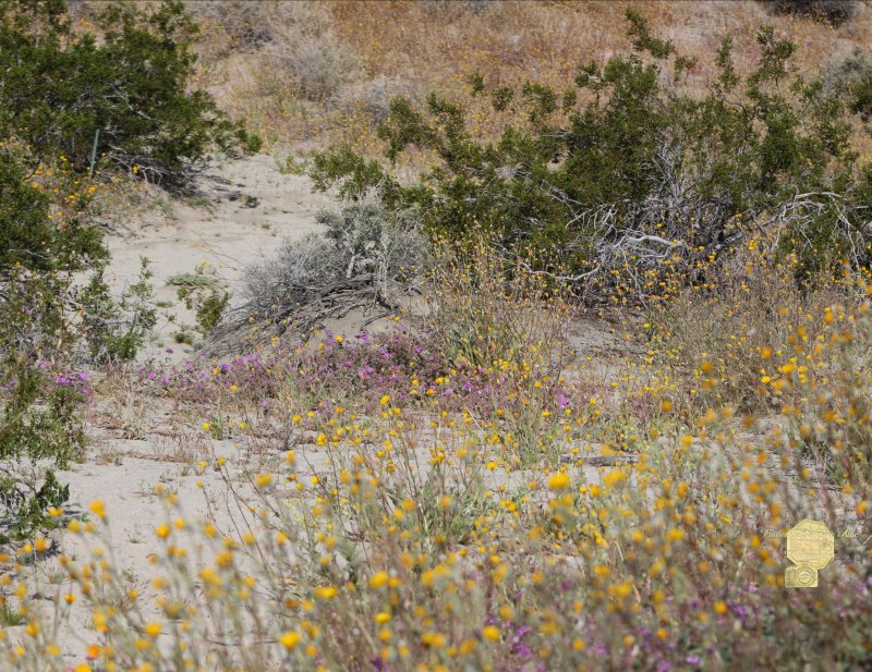 Set of 6 Fine Art Postcard Wild Flower Bloom in Coachella Wildlife Preserve