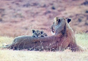 VINTAGE CONTINENTAL SIZE POSTCARD LIONESS AND CUB TANZANIA MAILED 1982 