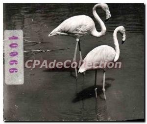 Postcard Modern Camargue Flamingos