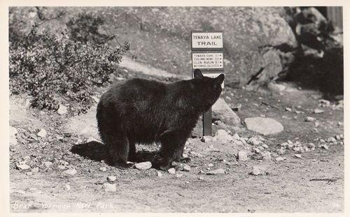 Cat Tenaya Lake Trail California Sign Animal Real Photo Postcard