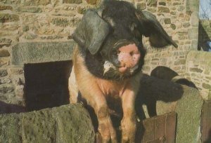 Saddleback Pig At Restored Home Farm Beamish Durham Farming Event Postcard