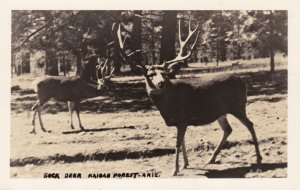 Arizona Kaibob Forest Buck Deer Real Photo