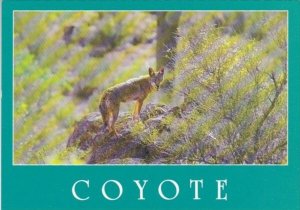 The Coyote Or Prairie Wolf