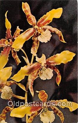 Odontoglossum Grande Lindley Unused 