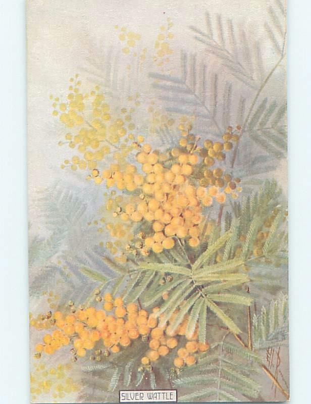 Pre-Linen SILVER WATTLE - BEAUTIFUL DETAILED YELLOW FLOWERS IN AUSTRALIA HL5856