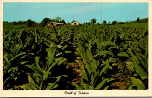 Field Of Bright Leaf Tobacco 1969