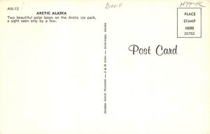 Polar Bears Alaska, USA Bear Postcard