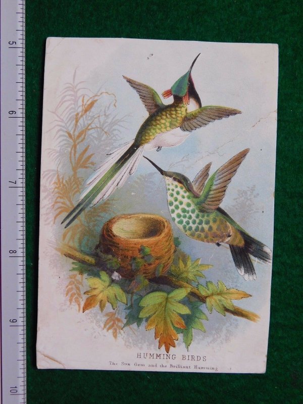 1870s-80s Humming Birds with Nest on Tree Branch Victorian Trade Card F29